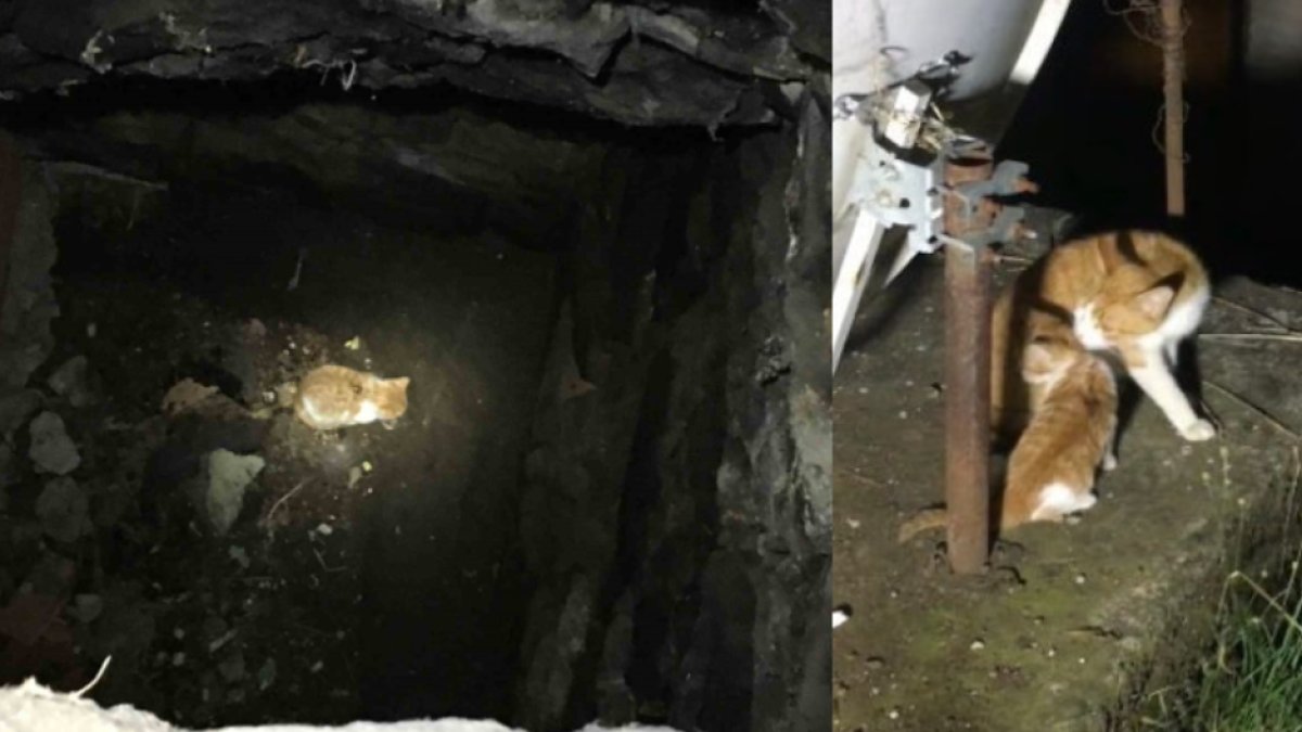 Talihsiz yavru kedi 4 metre yükseklikten düştü! Anne kedi kurtarılmasını bekledi: Duygulandıran anlar