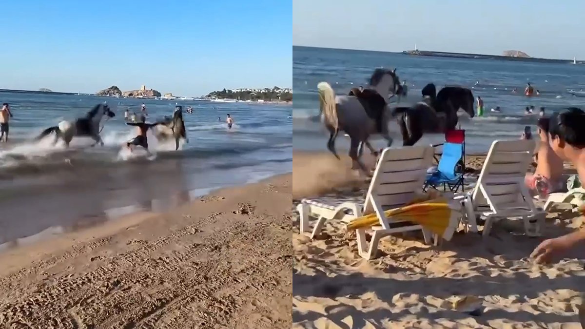 Şile'de iki at plajda dehşet saçtı: Yaralılar var