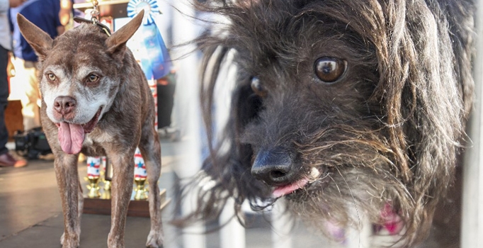 Dünyanın en çirkin 
köpeği seçildi