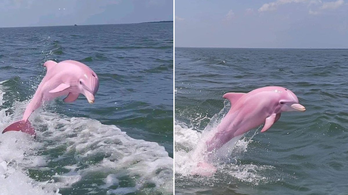 Balıkçılar körfezde görünce şaşkına döndü! Barbie filminden fırlamış gibi