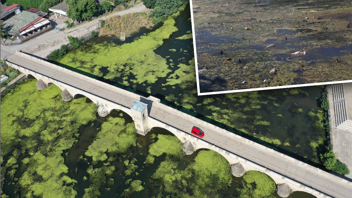 Tunca Nehri'nin hali içler acısı: Yosun, su mercimekleri, çöpler...