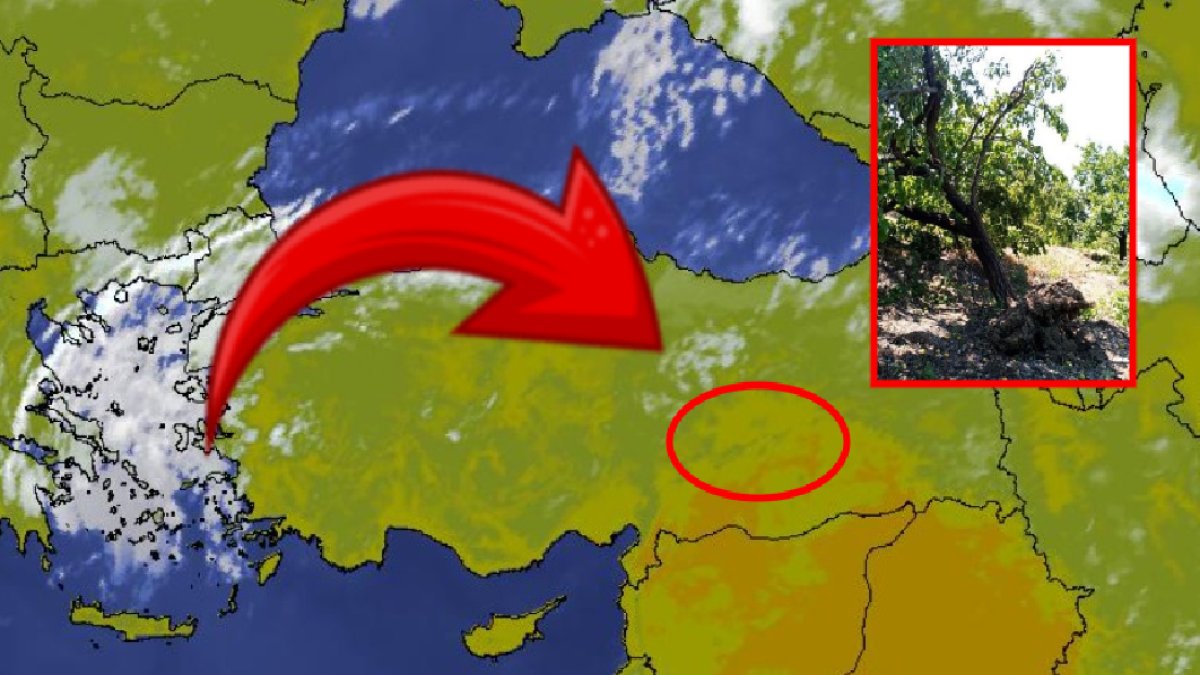 O ilimizde felaket yaşandı! Bir anda başladı: Ağaçları yerinde söktü: