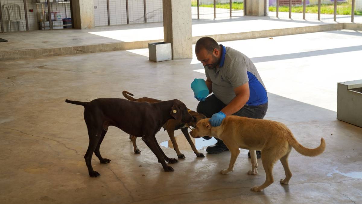 Yılın ilk 6 ayında İzmir’deki barınaklardan 500 köpek sahiplendirildi