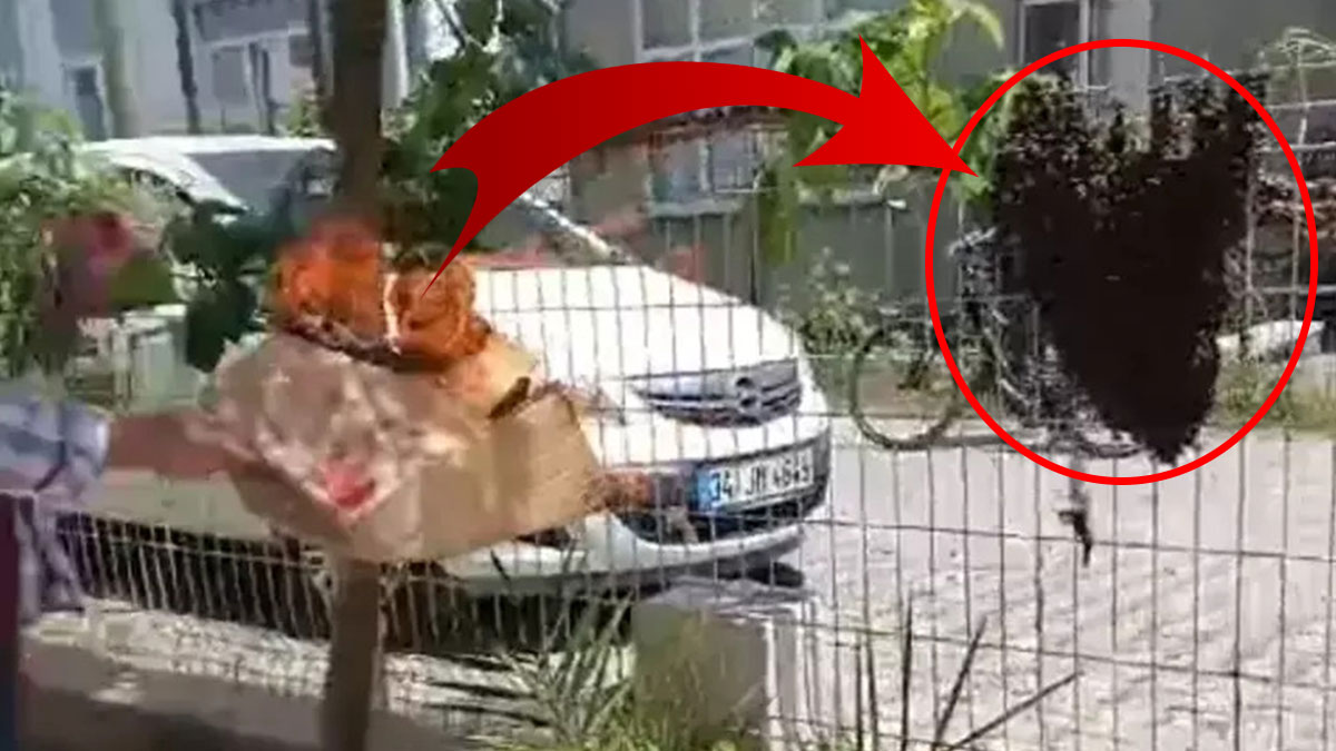 Arılar, İstanbul'un o ilçesine yuva kurdu! Gelen geçeni sokuyorlar, aman dikkat