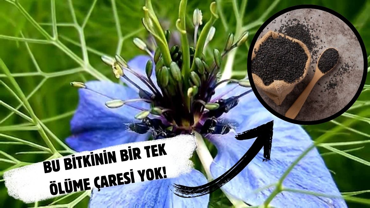 Faydasını duyan aktara koşuyor! Aç karnına çiğneyince ne dert kalıyor ne tasa: Özellikle o hastalıklar için tavsiye ediliyor