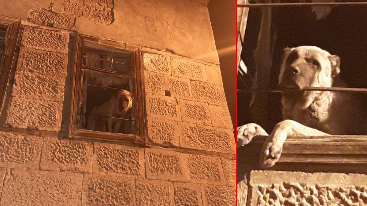 Harabe binaya kilitleyip tel örgü çekmişler! Ölüme terk edilen Kangal 20 gün sonra bulundu