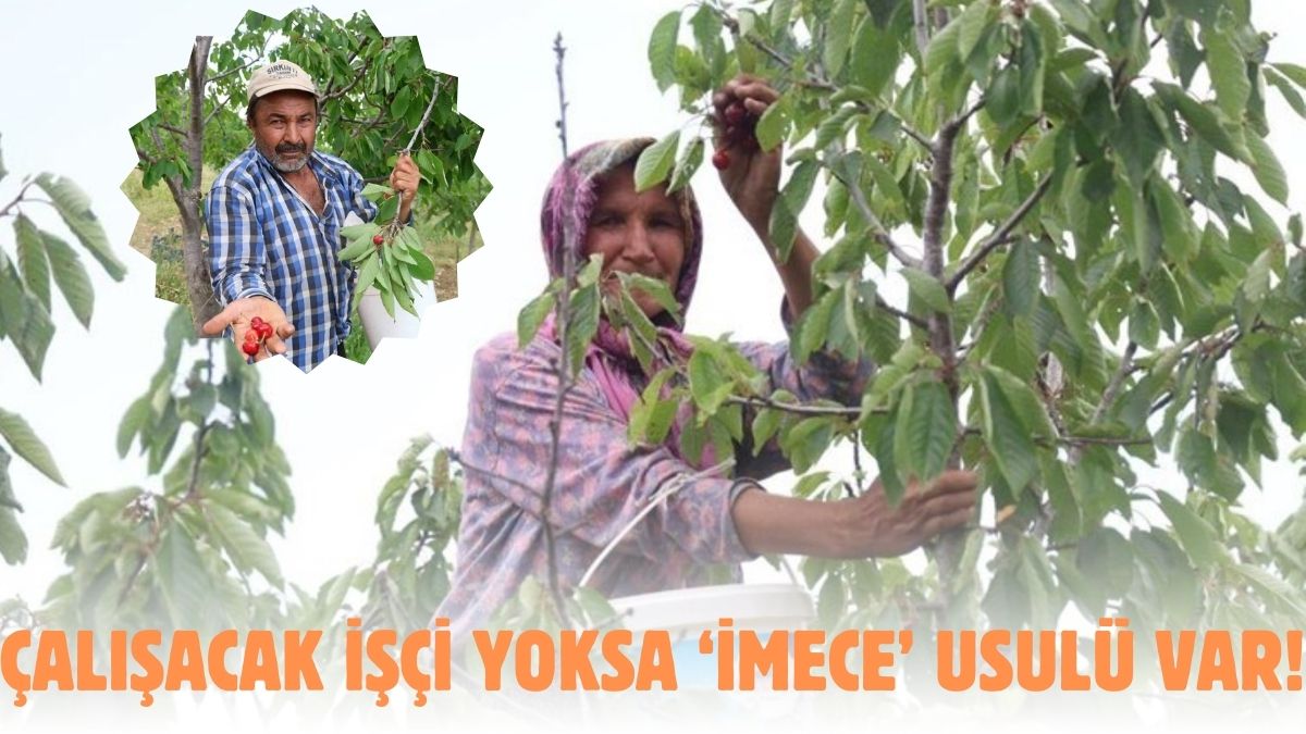 Hasat var ama işçi yok! Köylü çözümü imece usulünde buldu: Çıkıp dalından tek tek topluyorlar