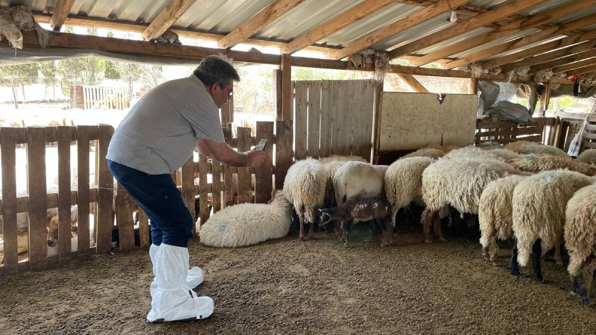 Nesli tükenmekte olan Kaçeli koyunları için proje