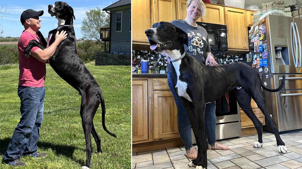 Guinness rekorlar kitabına girmişti... Dünyanın en uzun köpeği hayatını kaybetti