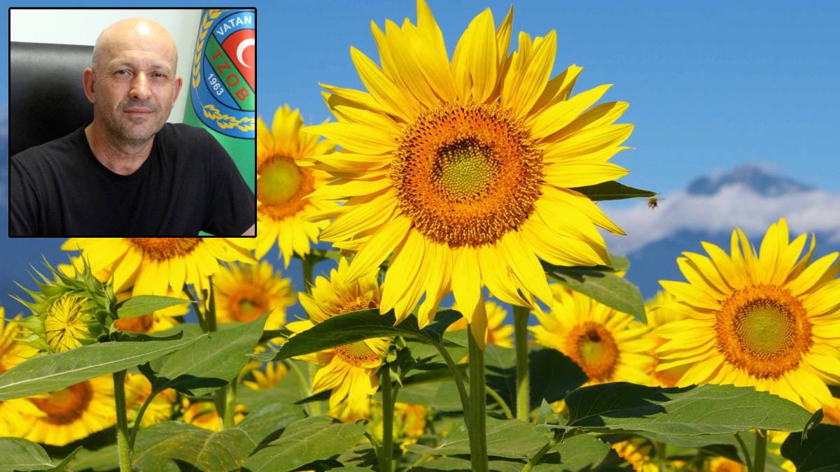 Uzman isim 'son 70 yılın en sıcak kışını yaşadık' diyerek uyardı: Trakya'nın 'sarı gelini' tehdit altında