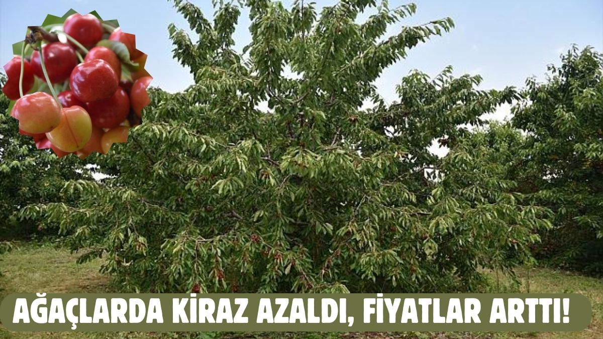 Kuraklık kendini gösterdi! Türkiye'nin kiraz merkezinde ağaçlar bomboş: Fiyatı dudak uçuklattı