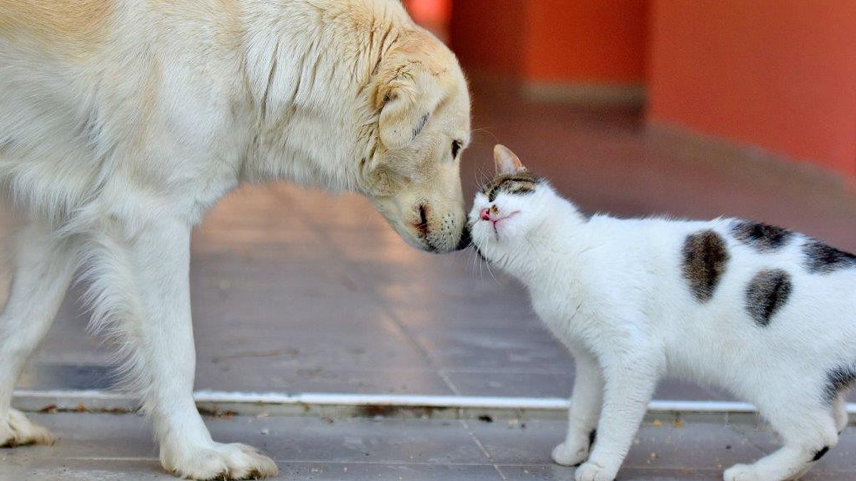 AB ülkeleri 'hayvan refahı' yasasında uzlaştı: Türkiye uyuturken Avrupa kurtarmaya çalışıyor