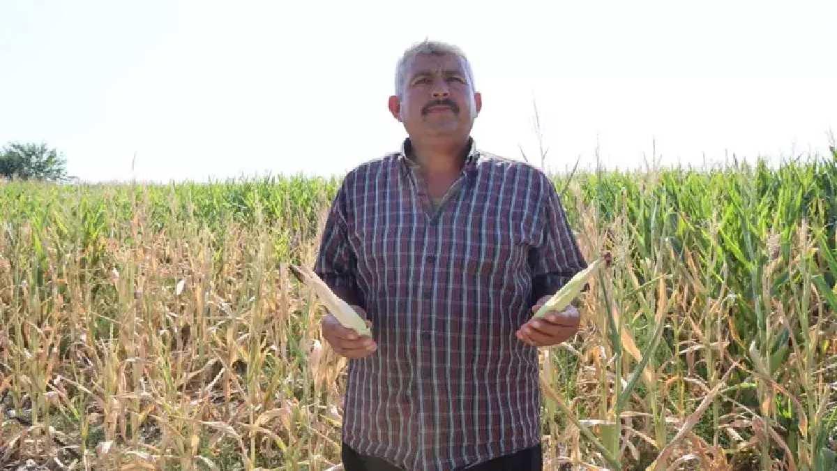 Adana’da kriz büyüyor! Önce istila şimdi kesinti! Çiftçi dertli: Daha hasat başlamadan her şey kurudu