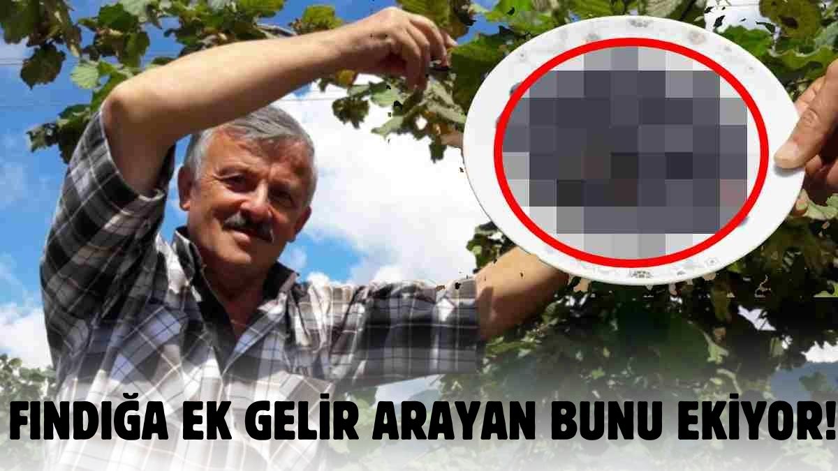 Ordulular fındığa ek olsun diye dikti, fiyatı yüz güldürdü! Bu meyvenin kilosu fındıktan bile pahalıya satılıyor