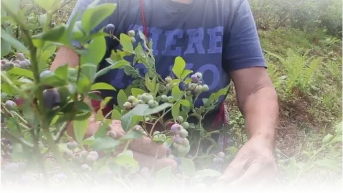 Kilosunu 300 liraya satıyor, dönüm başı 1 ton ürün alıyor! Sağlık sorunu için ektiği ürün zengin etti