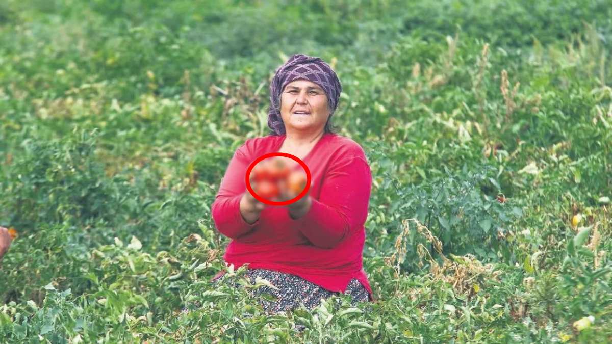 1 asırlık tohumdan yetişiyor, sadece Ankara ve İstanbul tadına bakıyor! Dünyanın en lezzetli ürünleri Başkentte yetişiyor