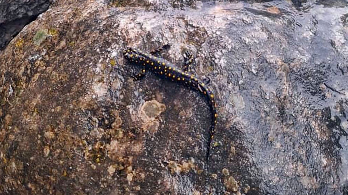 O kentte yaşayanlar dikkat: Görürseniz sakın öldürmeyin! Tüyleri ve rengiyle büyülüyor