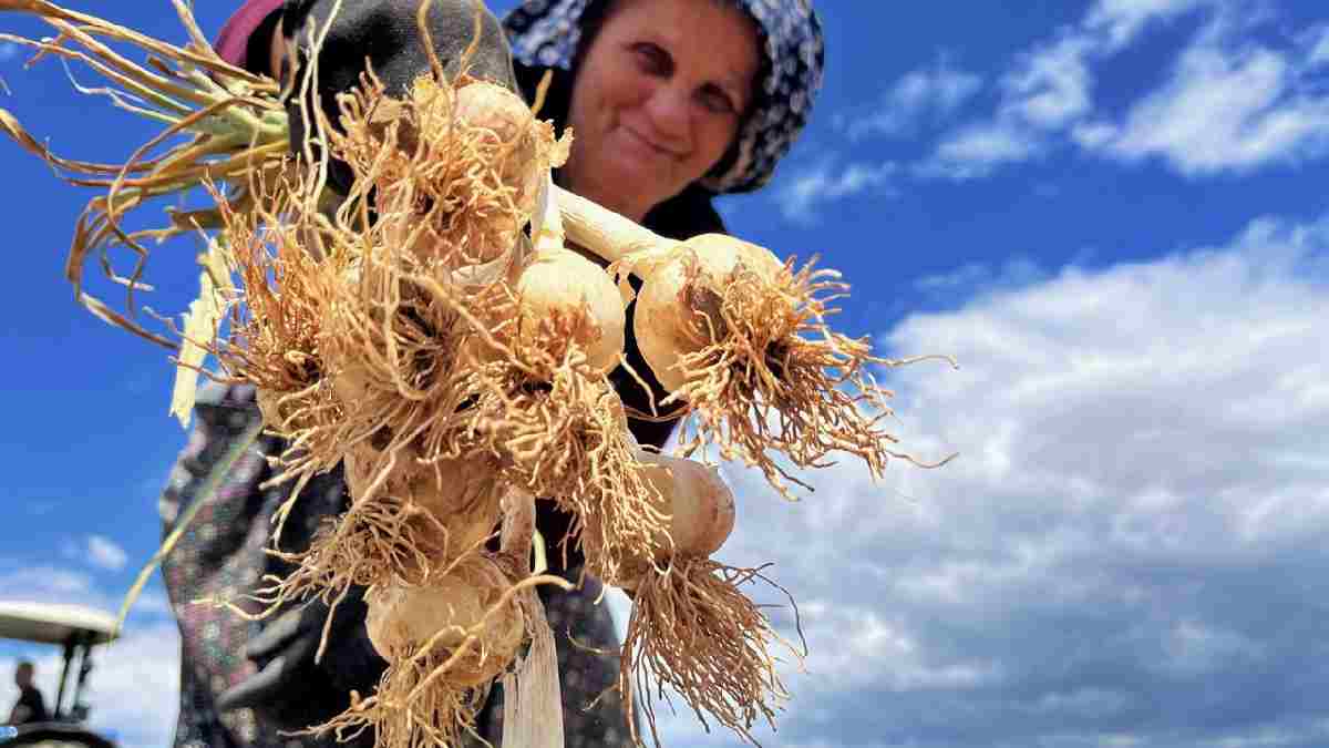 Dünyada ününü duymayan kalmadı! Şifası kadar verimi de bol: Tescilli üründe şimdi hasat zamanı