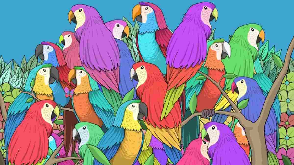 Kendine güvenen denesin! Papağanların arasındaki kelebeği 13 saniyede ancak çok zekiler görebiliyor