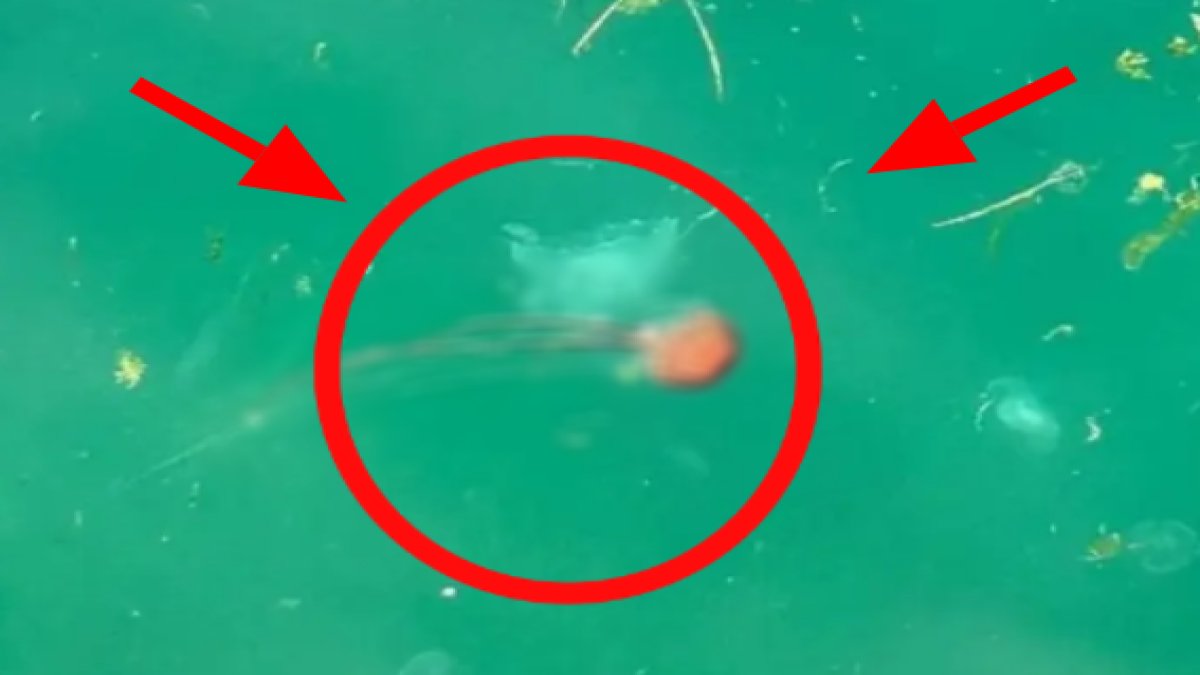 Denizin kıyılarına vurdu! Gördüğünüz an arkanıza bakmadan kaçın: Ölüsü bile zehirliyor