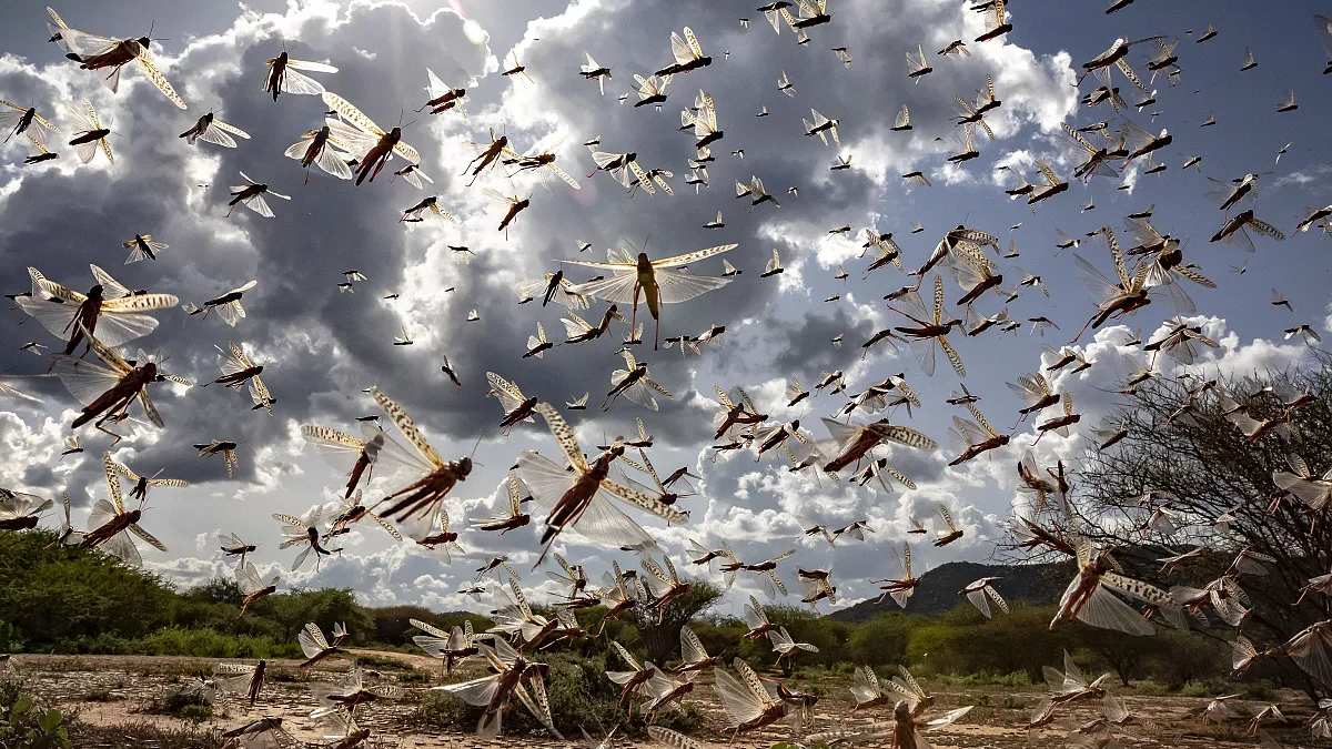 O ilde et yiyen dev çekirge paniği! Hasat sonrası ortaya çıktılar: Boyunu gören dehşete düşüyor