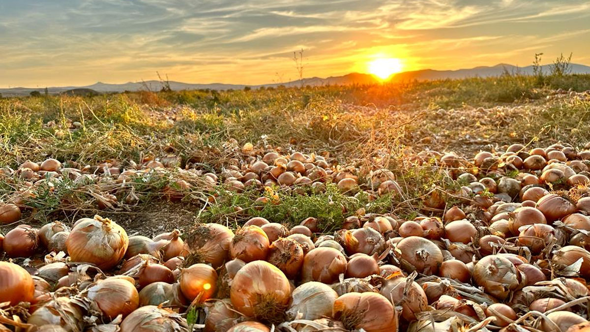Ankara'daki mevsimlik işçilerin hikayesi: Işığın Peşinde
