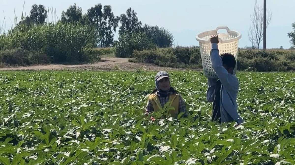Hem kurusu hem yaşı kilo kilo satılıyor! Tarlada 80 liraya kadar düştü: Sofranın sultanında bereketli hasat