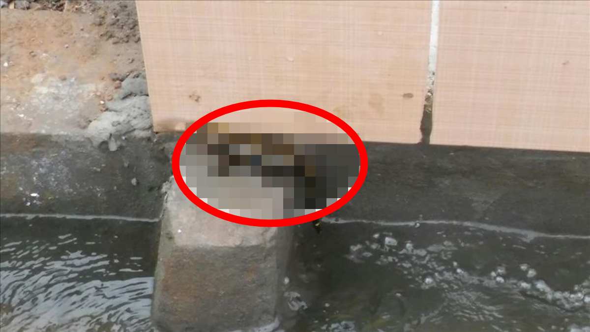 Kayısı üreticisi havuzuna bakınca gözlerine inanamadı! 5 değil 10 değil 25 tane... Bir tanesi bile zor bulurken…