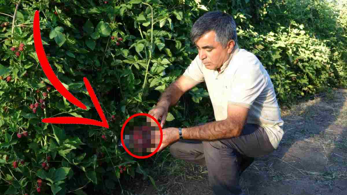 Elleriyle topluyor, dallarda bir tane kalmıyor! Kilosu 150 TL, hobi olarak başladığı iş para yağdırdı