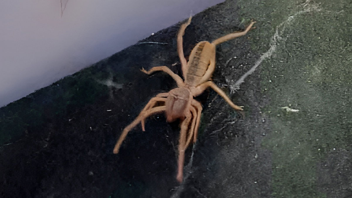 O kentte 'sarıkız' paniği: Et yiyor, çok zehirli, 1 metre yükseğe zıplayabiliyor! Gördüğünüz yerde uzaklaşın