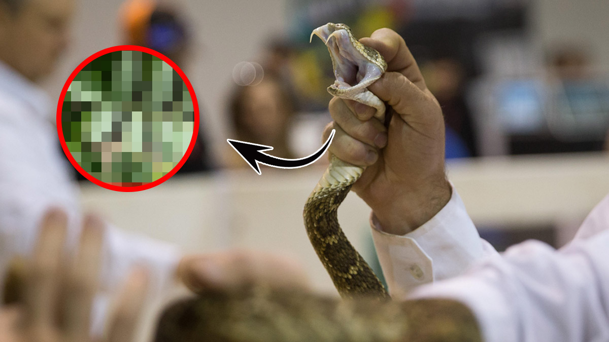 Havalar ısındı Türkiye'nin her yerinden yılanlar fışkırdı! O bitkinin yaprağını görünce yılanlar arkasına bakmadan kaçıyor