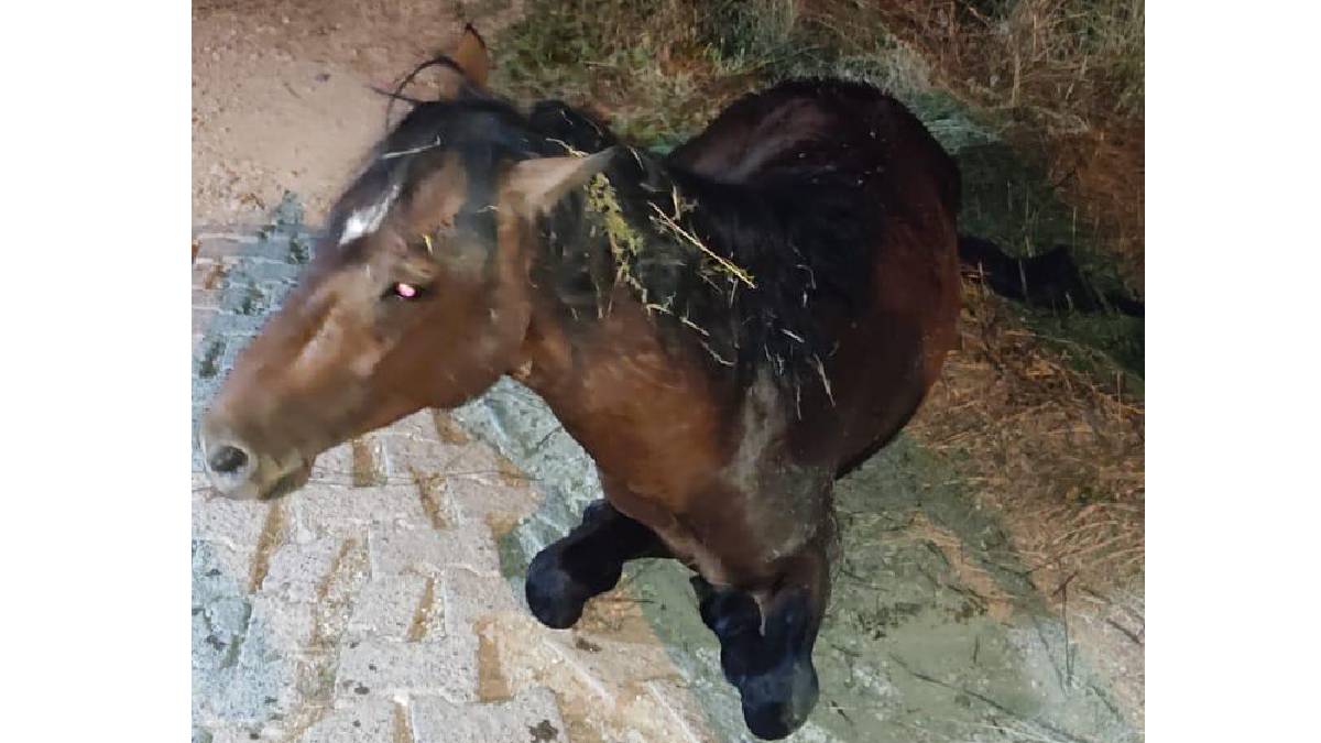Büyükşehir'den yılkı atına 5 saat süren tedavi