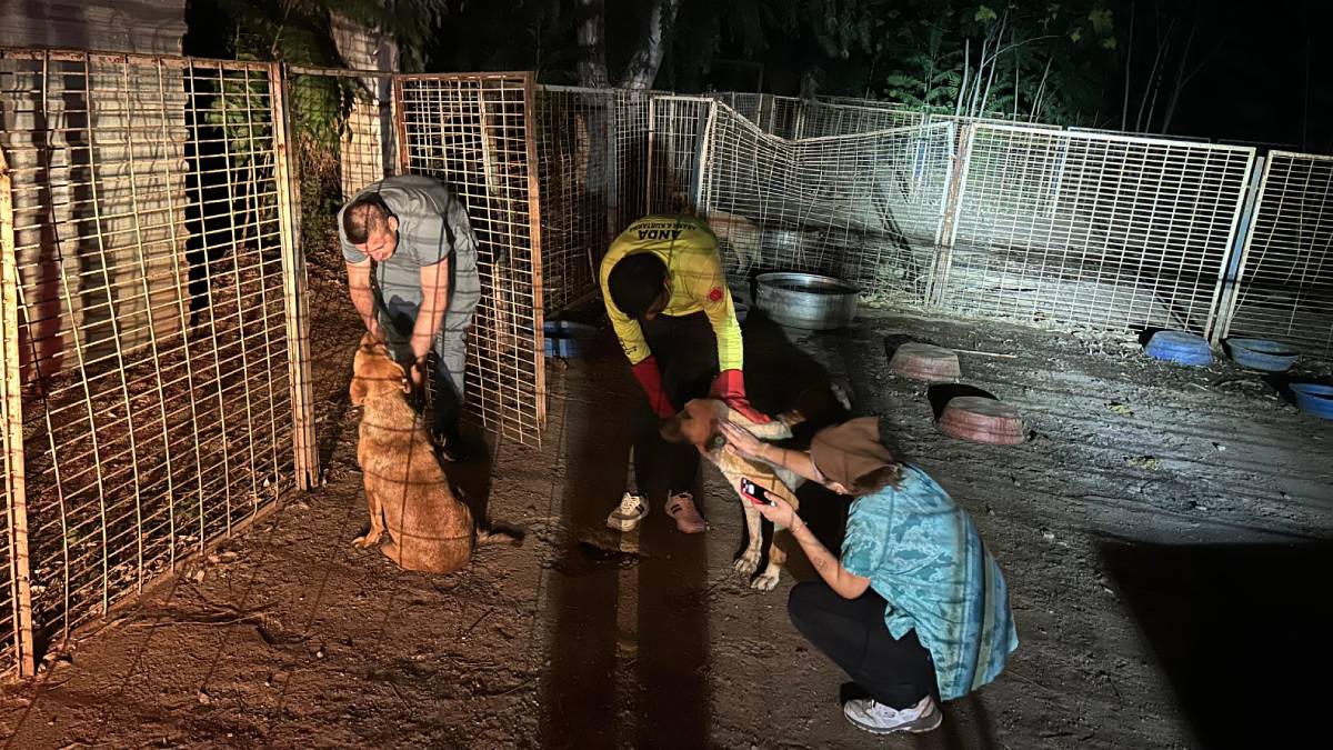 Yangın nedeniyle 335 hayvan koruma altına alındı