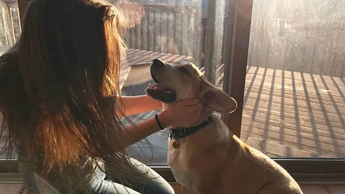 Evcil hayvan besleyenler dikkat: Son gün belli oldu! Yeni görev ve sorumluluklar resmiyet kazandı