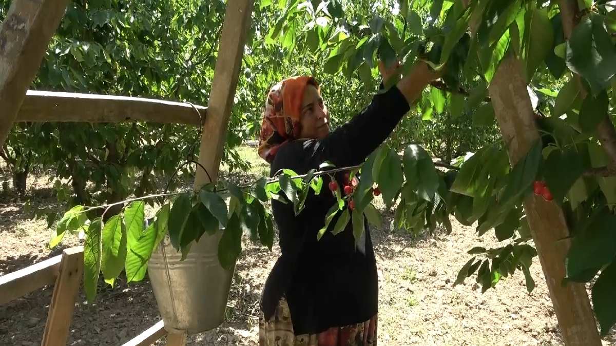 Hasadı Başladı çiftçi Perişan Oldu! Fiyatlar Aniden Dibe çakıldı ...