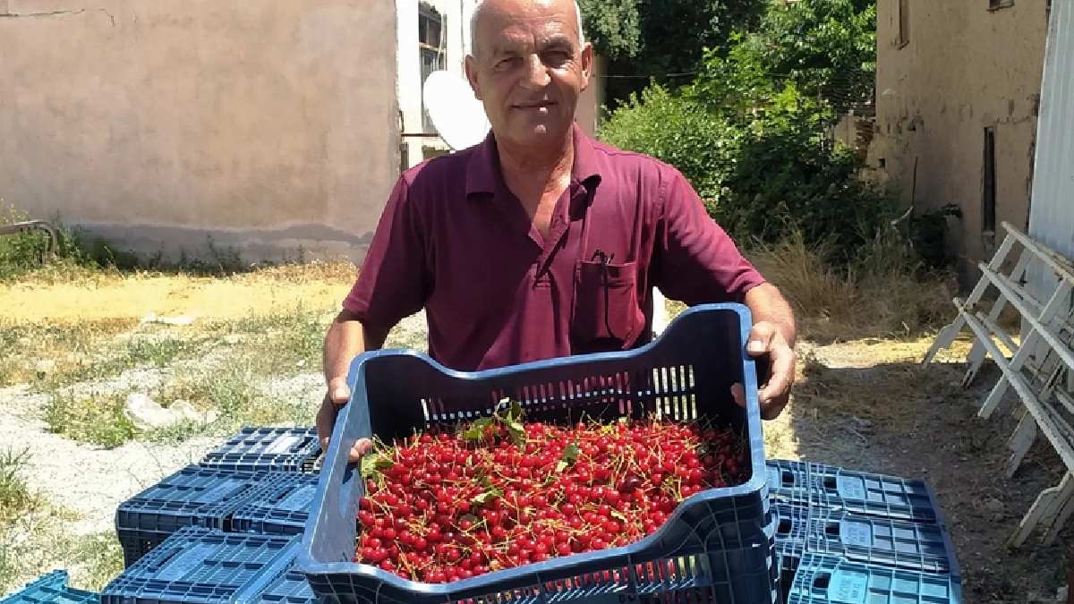 Herkes kurtlu olur mu dedi, hasadı hızla başladı! Kalitesini konuşturdu, tüccarlar sıraya girdi! Kilosu 18 TL’den satılıyor