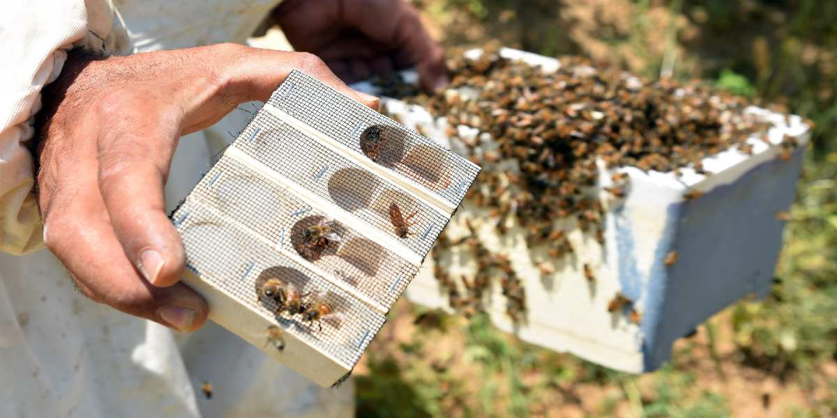 Türkiye’de sadece 5 kişi bu mesleği yapıyor! Ayda 270 bin TL kazandırıyor, günlüğü 9 bin TL…