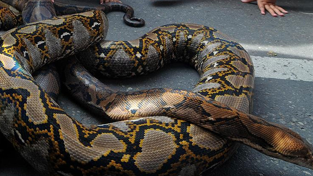 Endonezya'da korkunç olay: 9 metrelik piton yılanı bir kişiyi yuttu