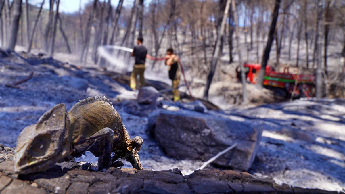 İzmir’in ateş savaşçıları ağaçlar için nöbette