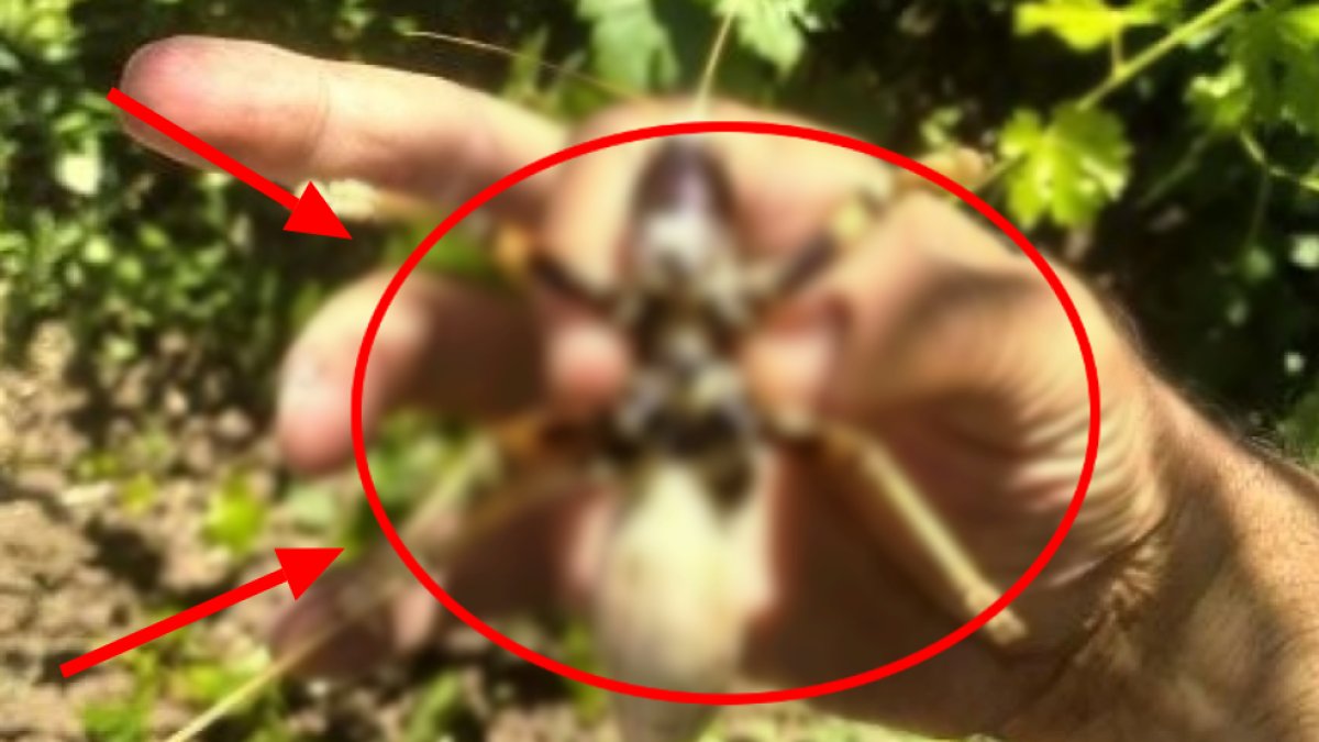 O ilde görüldü: Devasa boyutlarda ve üstelik etçil! O yaratık hayretler içinde bıraktı