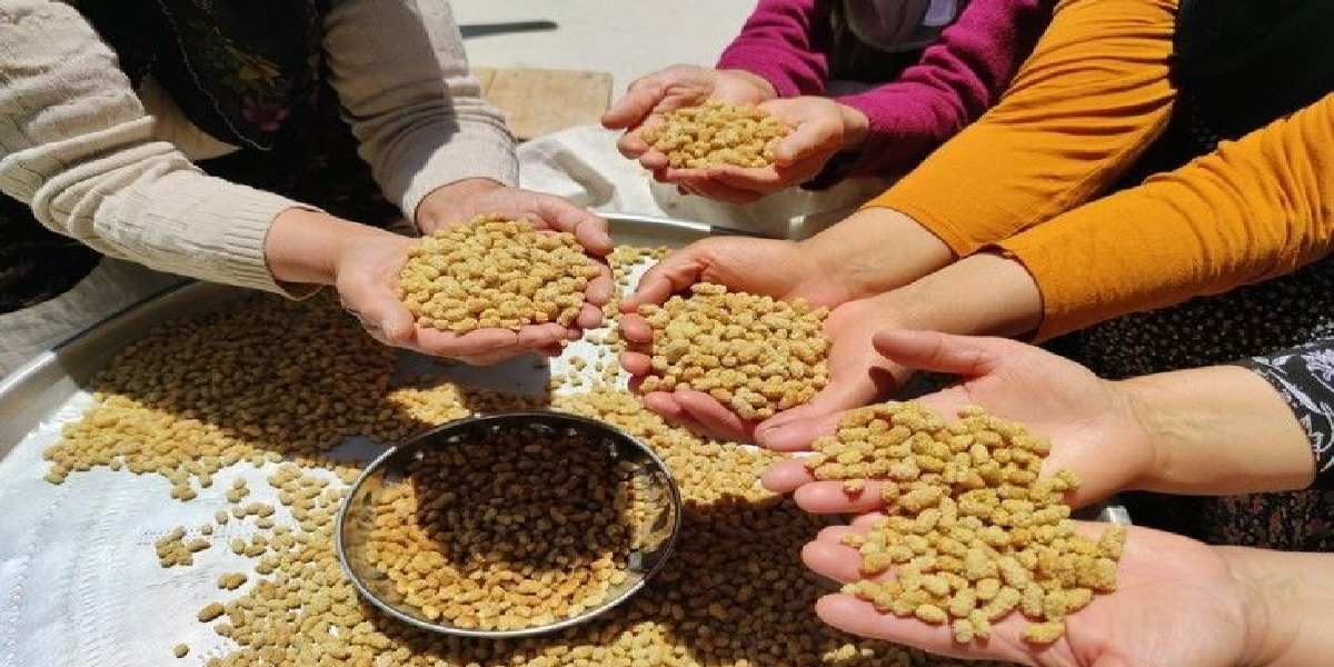 Kadın ve erkek dayanışmasının gücü! Kimse tazesinin yüzüne bakmıyor! Dalında kuruyor,  yurt dışına gönderiliyor