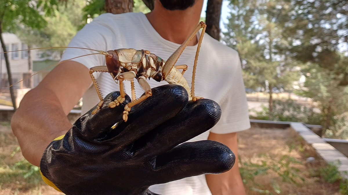 Korku saçan etçil dev çekirgeler Türkiye'ye geri döndü
