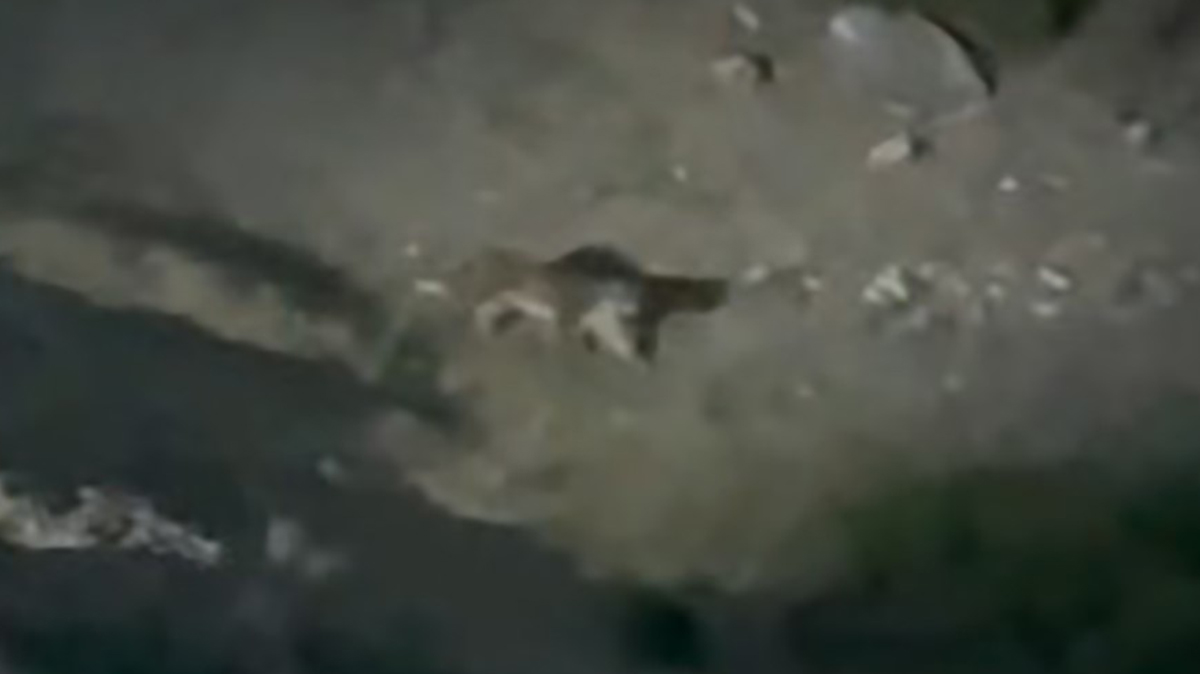 'Ormanın hayaleti' Eskişehir'de ortaya çıktı