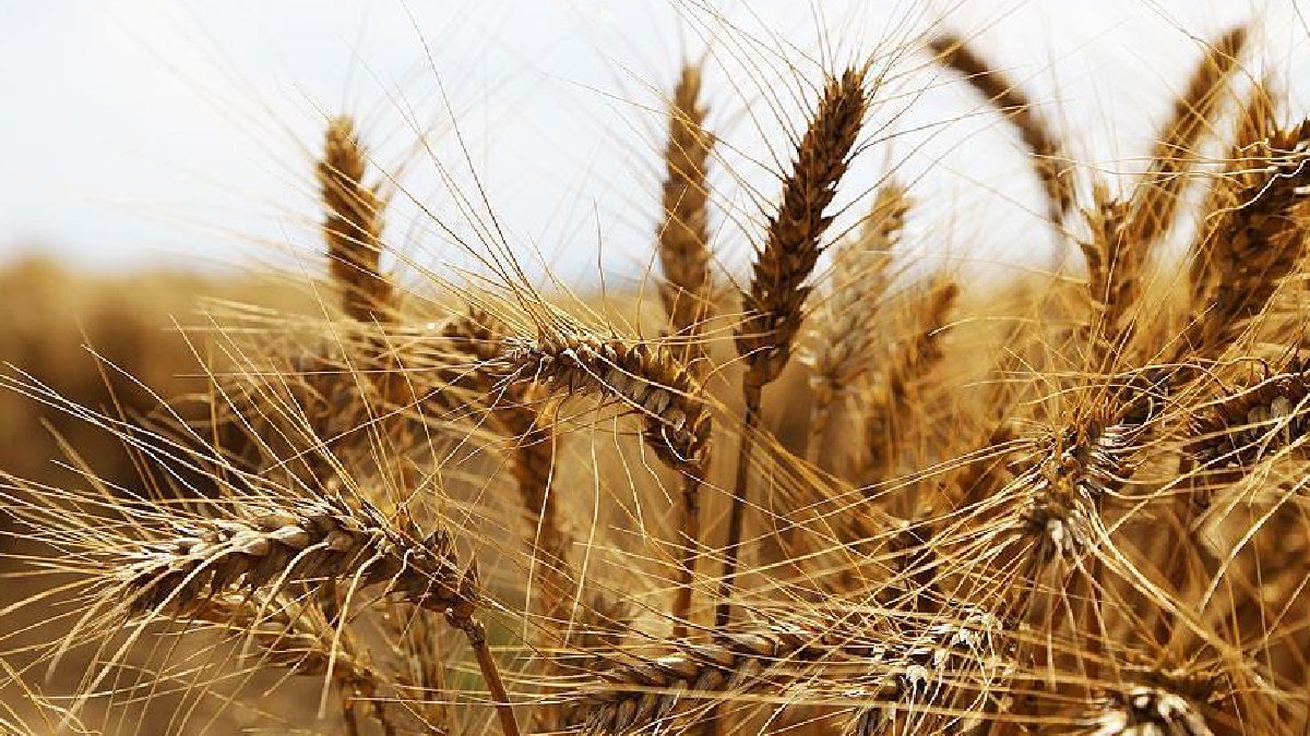 Cezayir ile İtalya arasında 420 milyon euroluk ‘buğday’ anlaşması