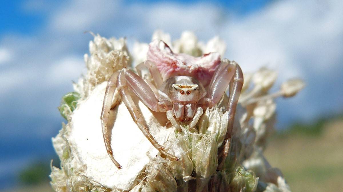 O ilimizde 'insan yüzlü örümcek' bulundu! Yıllardır kavanozda besliyor. Görenlerin tüyleri diken diken. İşte o ilginç örümcek