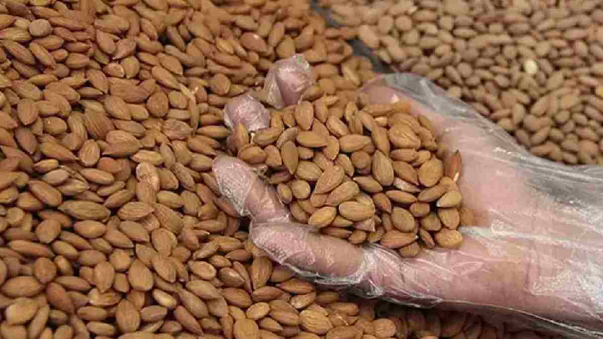 Kendisi kadar çekirdeği de faydalı! Sakın çöpe atayım demeyin: Kepekten cilde kadar faydası var