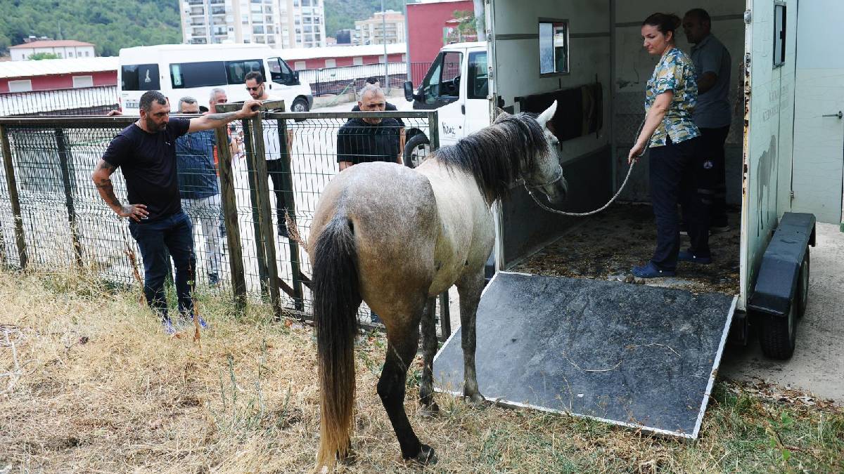 Karşıyaka’da başıboş at operasyonu