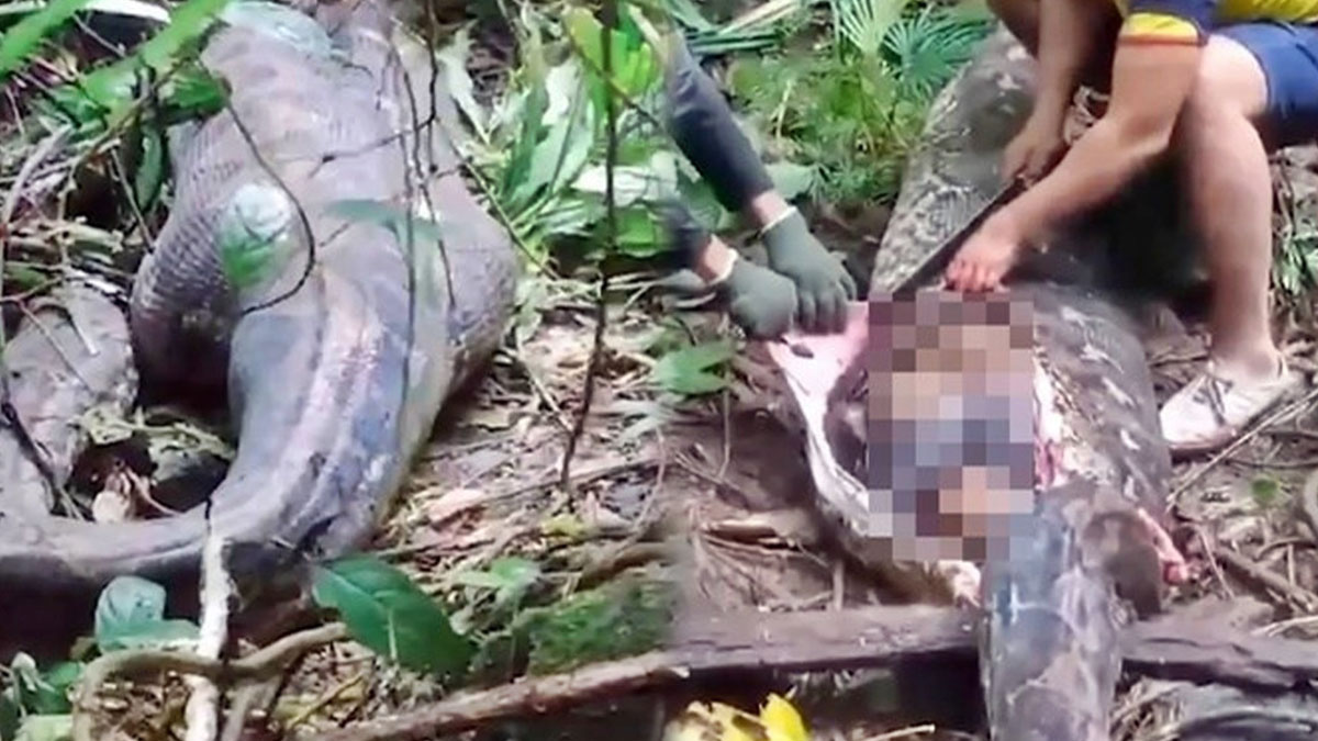 Bir süredir kayıp olarak aranan kadını piton yılanı yemiş! Kıyafetleri üzerinde cansız bedeni çıkarıldı