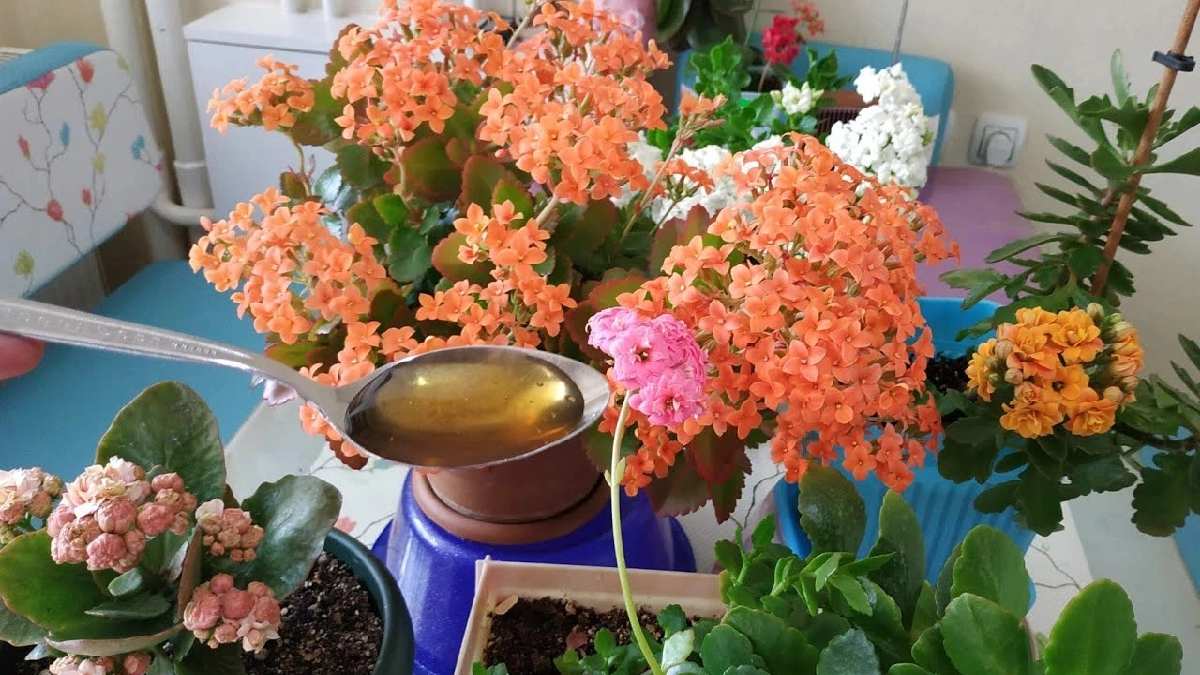 Küsen çiçekler yeniden barışıyor! Çiçekleri açtırıyor, capcanlı yapıyor! Saksının dibine sadece yarım bardağı yetiyor