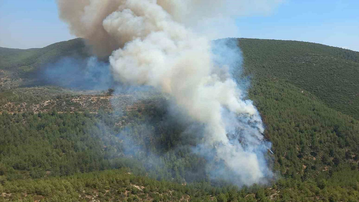 Bodrum'da orman yangını çıktı
